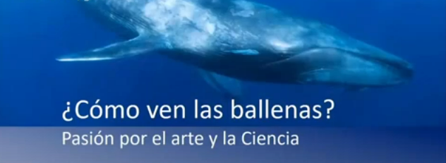 ¿Cómo ven las ballenas?..